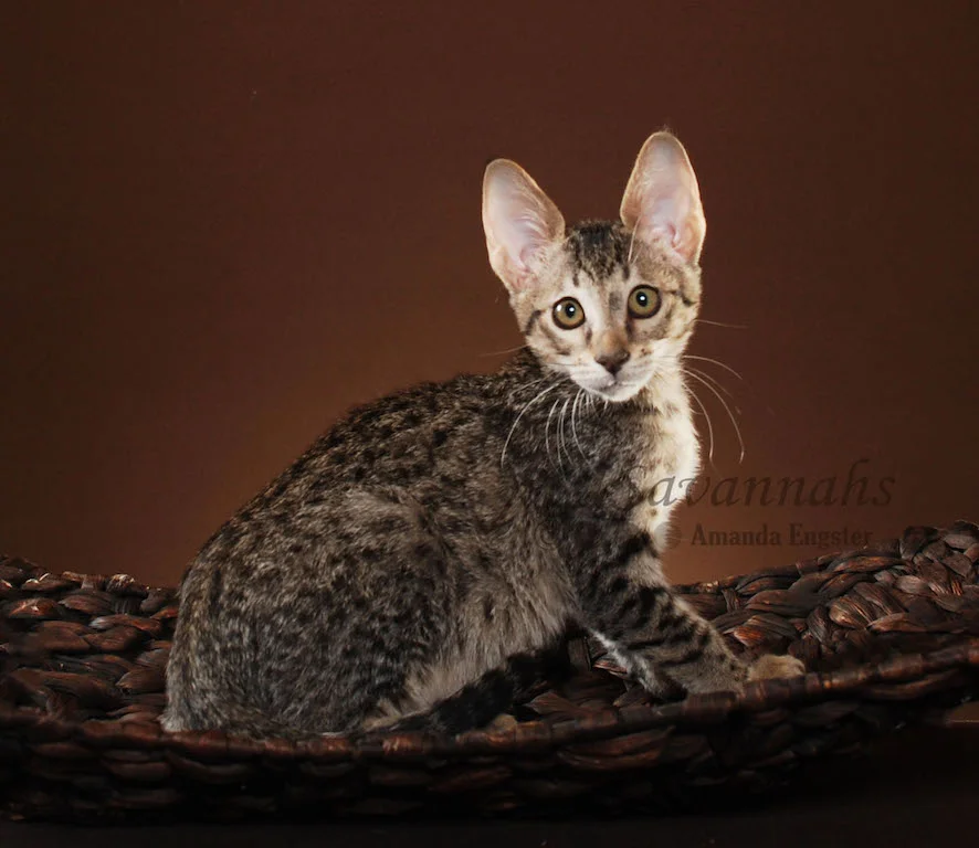 A1Savannahs Trinity SBT Female Savannah Kitten