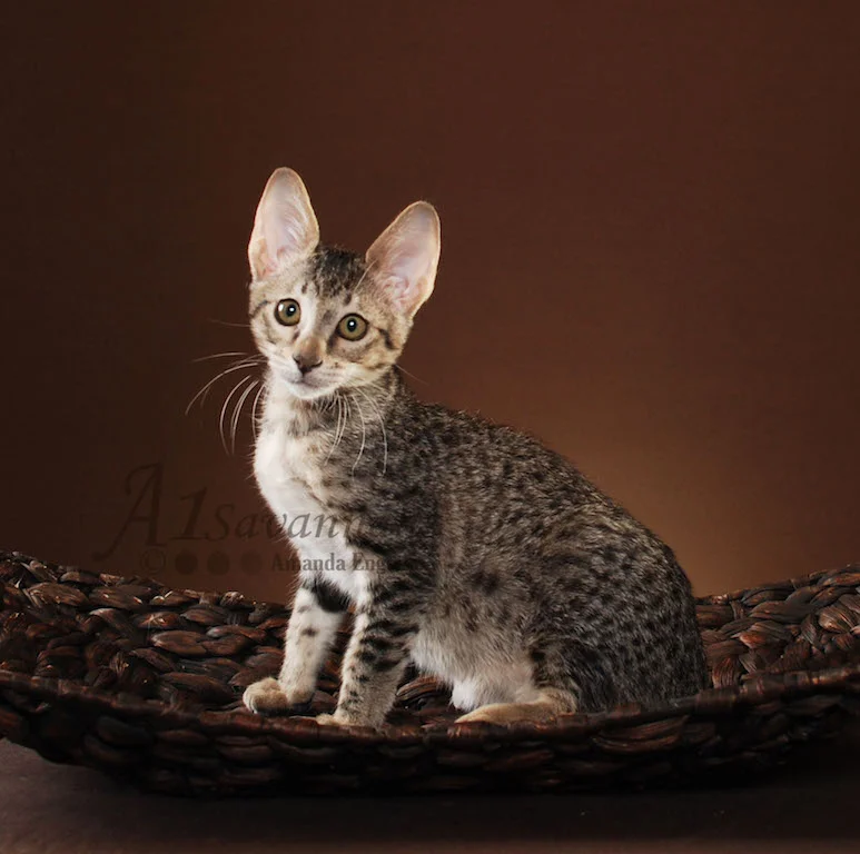 A1Savannahs Trinity SBT Female Savannah Kitten