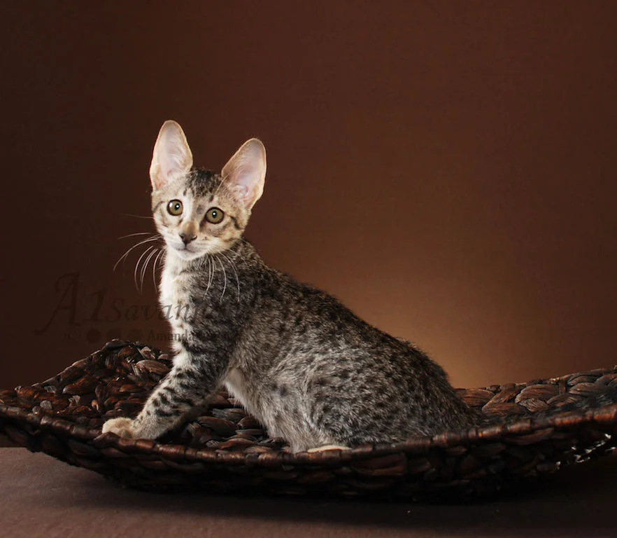 A1Savannahs Trinity SBT Female Savannah Kitten