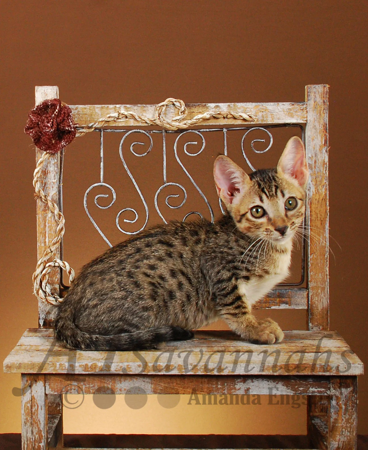 A1Savannahs Boston F3 Male Savannah Kitten