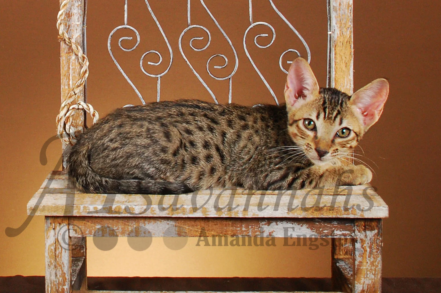 A1Savannahs Boston F3 Male Savannah Kitten
