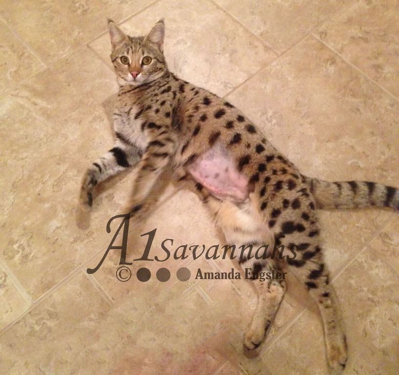 A1Savannahs Lotus F1 Female Savannah Kitten