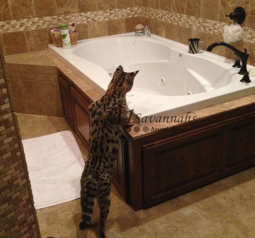 A1Savannahs Lotus F1 Female Savannah Kitten