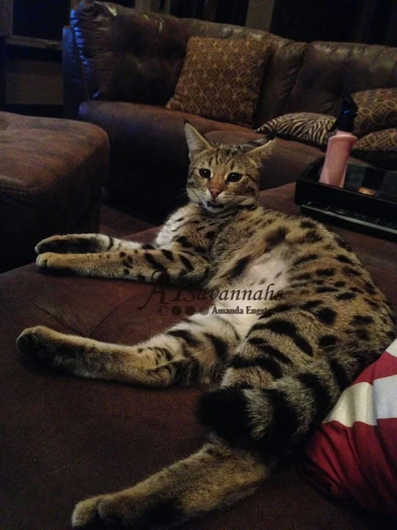 A1Savannahs Lotus F1 Female Savannah Kitten