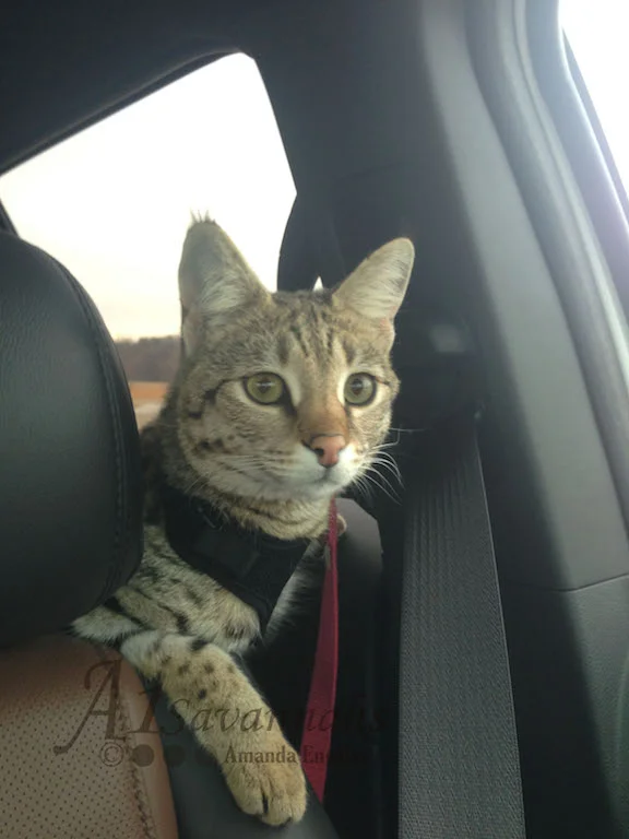 A1Savannahs Lotus F1 Female Savannah Kitten
