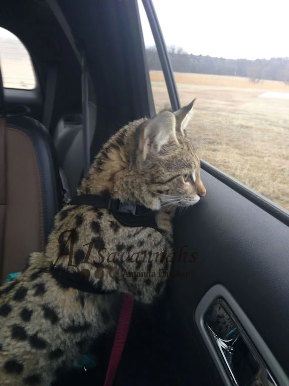 A1Savannahs Lotus F1 Female Savannah Kitten