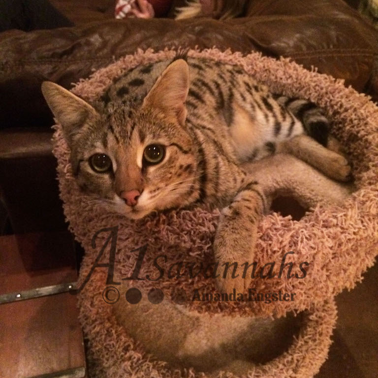 A1Savannahs Lotus F1 Female Savannah Kitten