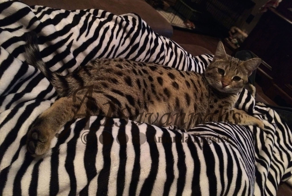 A1Savannahs Lotus F1 Female Savannah Kitten