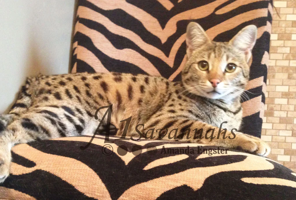 A1Savannahs Lotus F1 Female Savannah Kitten