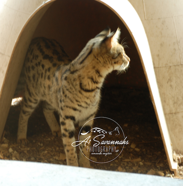 A1Savannahs Lotus F1 Female Savannah Kitten