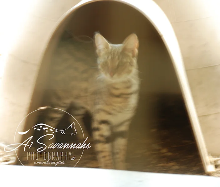 A1Savannahs Lotus F1 Female Savannah Kitten