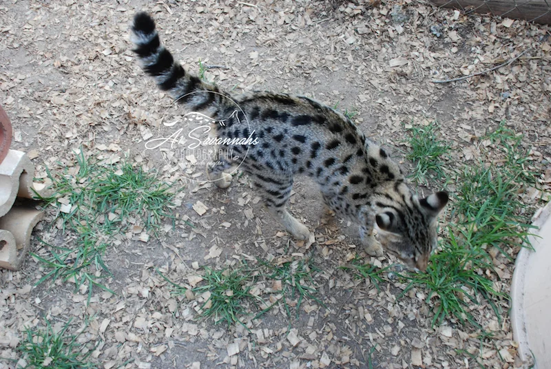 A1Savannahs Lotus F1 Female Savannah Kitten