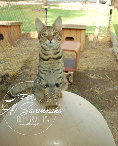 A1Savannahs Lotus F1 Female Savannah Kitten