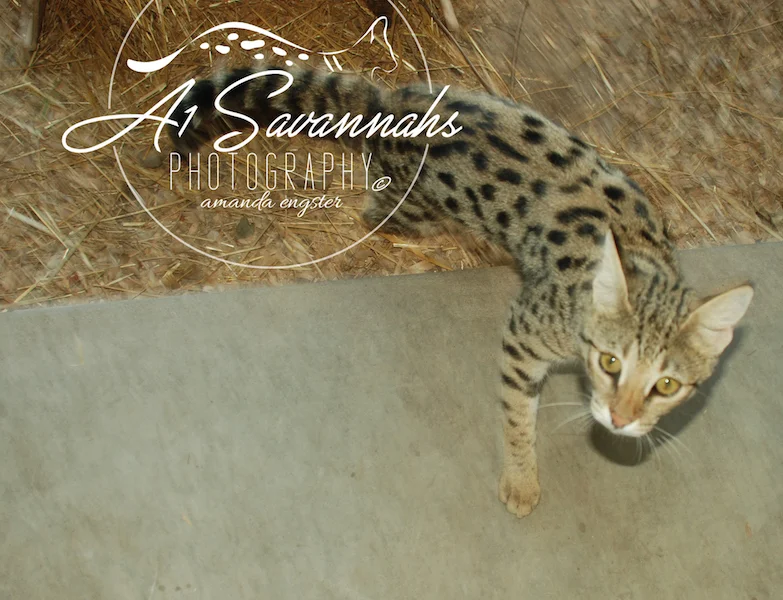 A1Savannahs Lotus F1 Female Savannah Kitten