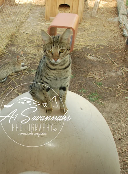 A1Savannahs Lotus F1 Female Savannah Kitten