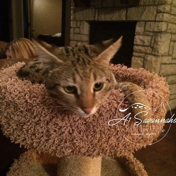 A1Savannahs Lotus F1 Female Savannah Kitten
