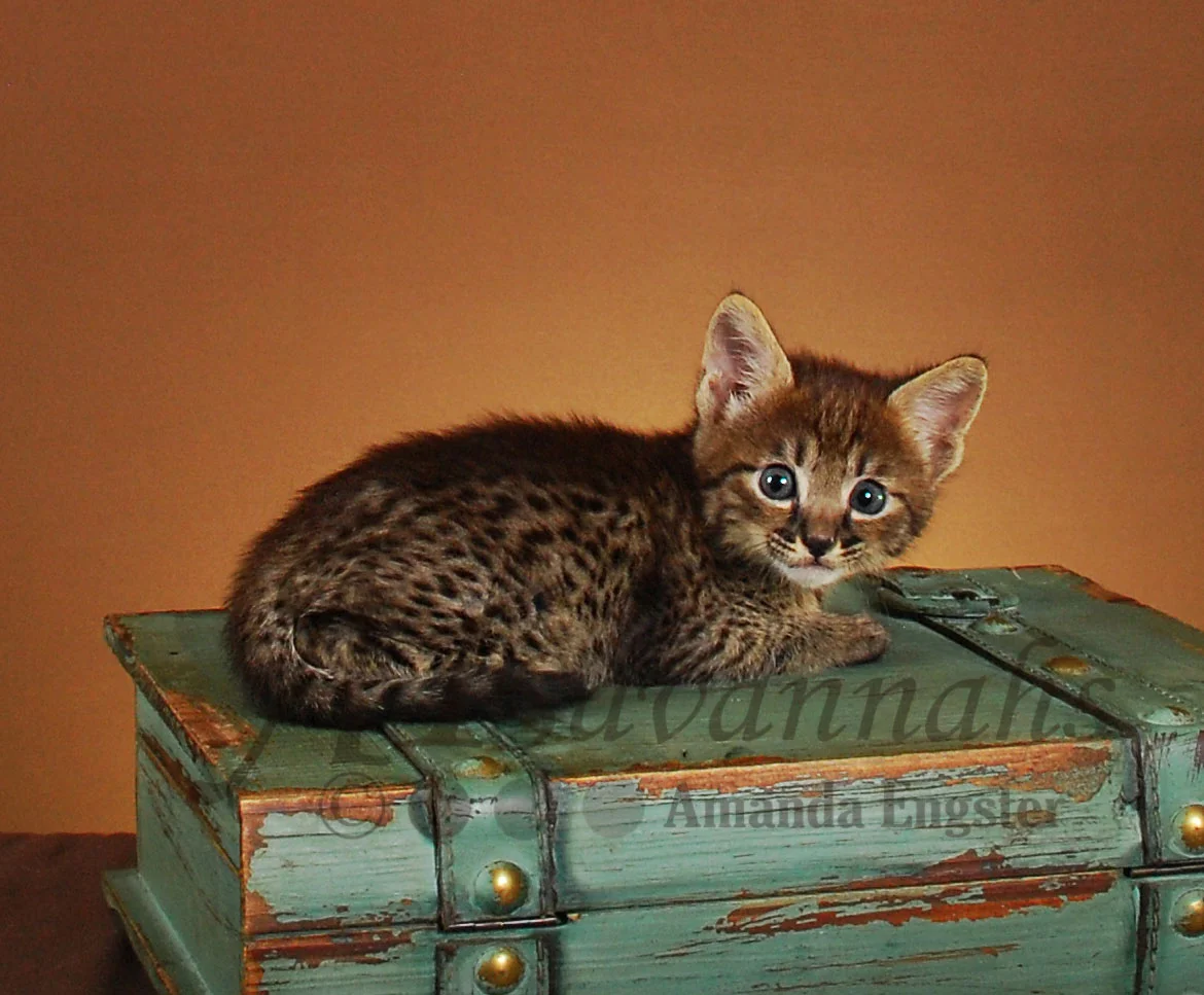 A1Savannahs Brooks F4 Male Savannah Kitten