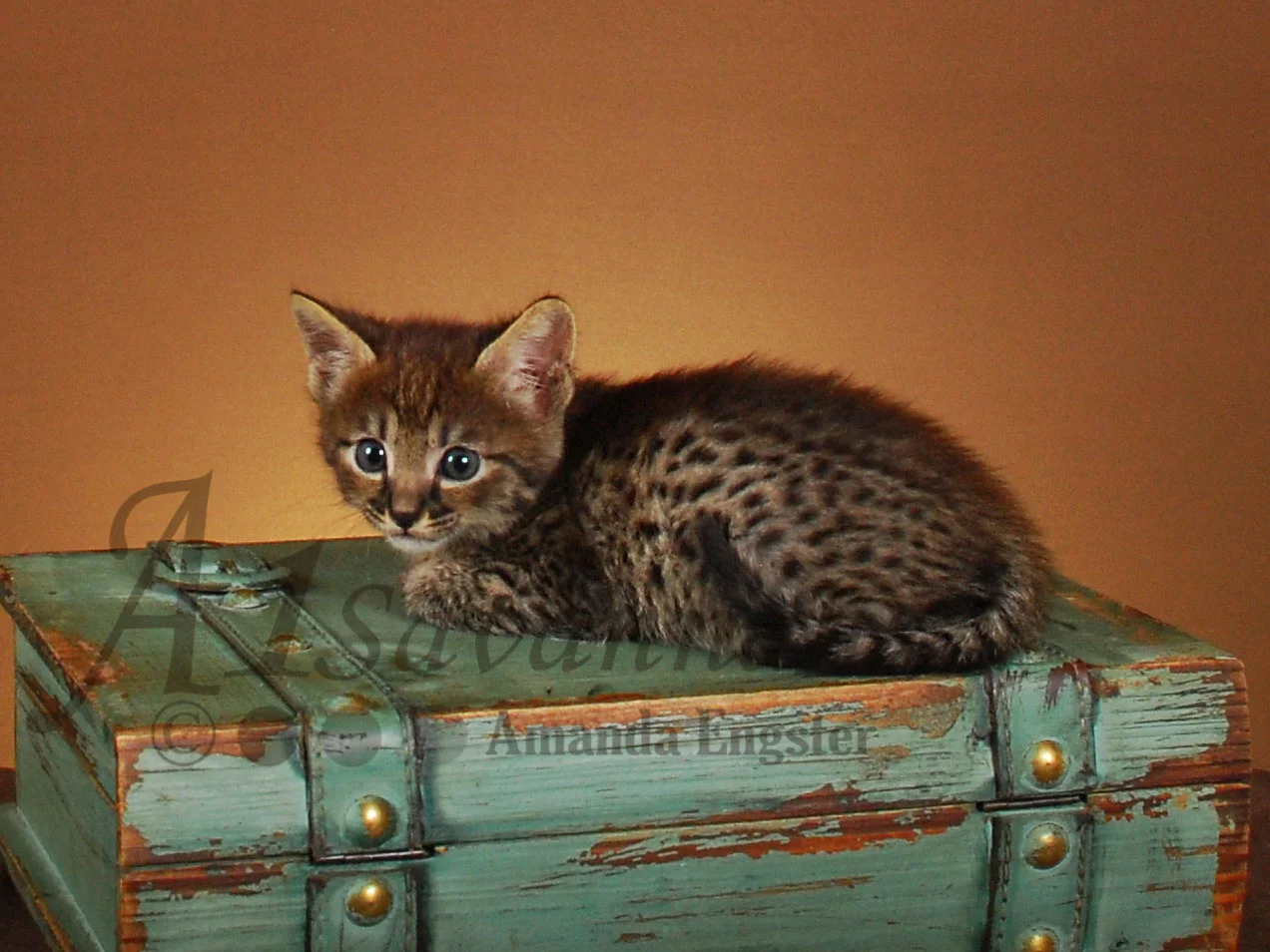 A1Savannahs Brooks F4 Male Savannah Kitten
