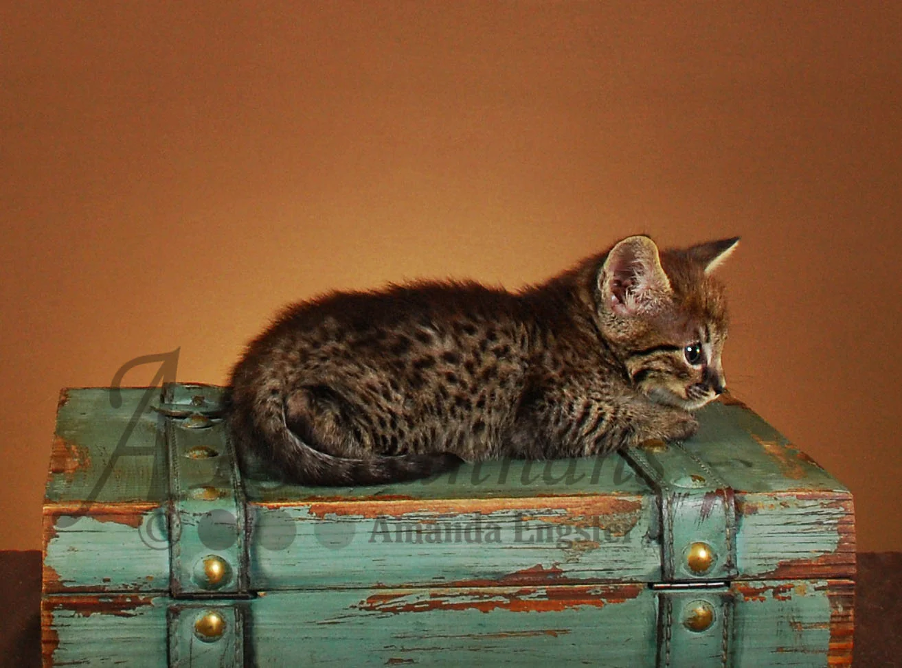 A1Savannahs Brooks F4 Male Savannah Kitten