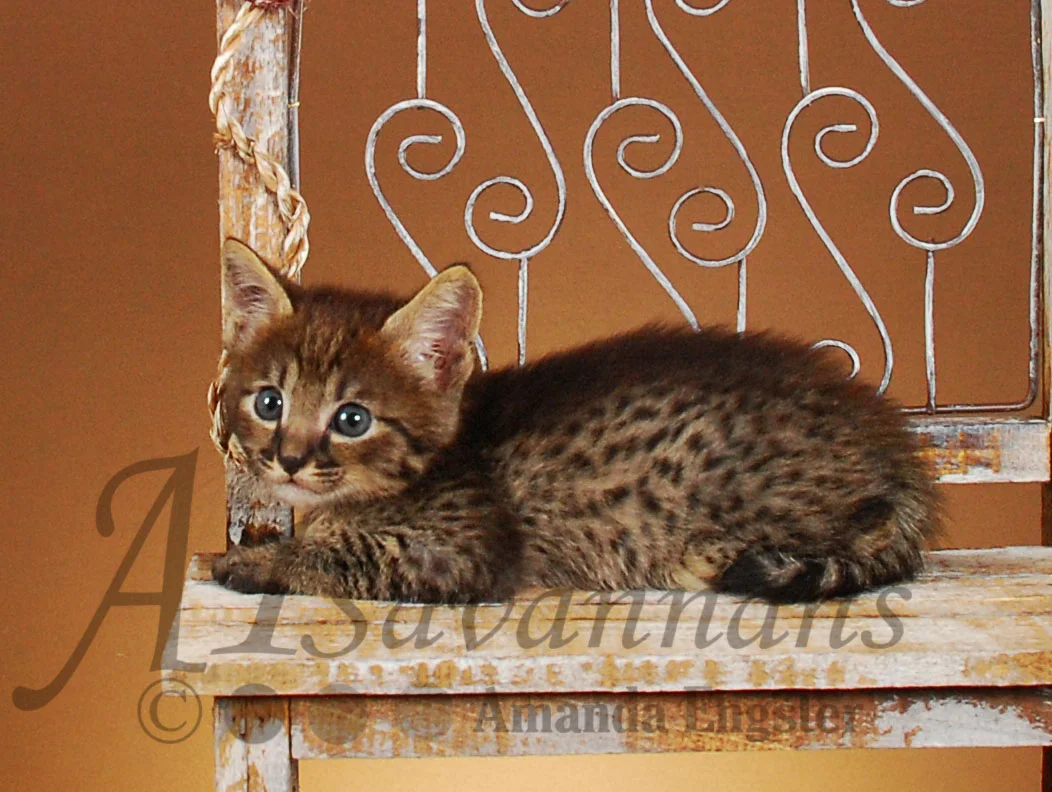 A1Savannahs Brooks F4 Male Savannah Kitten