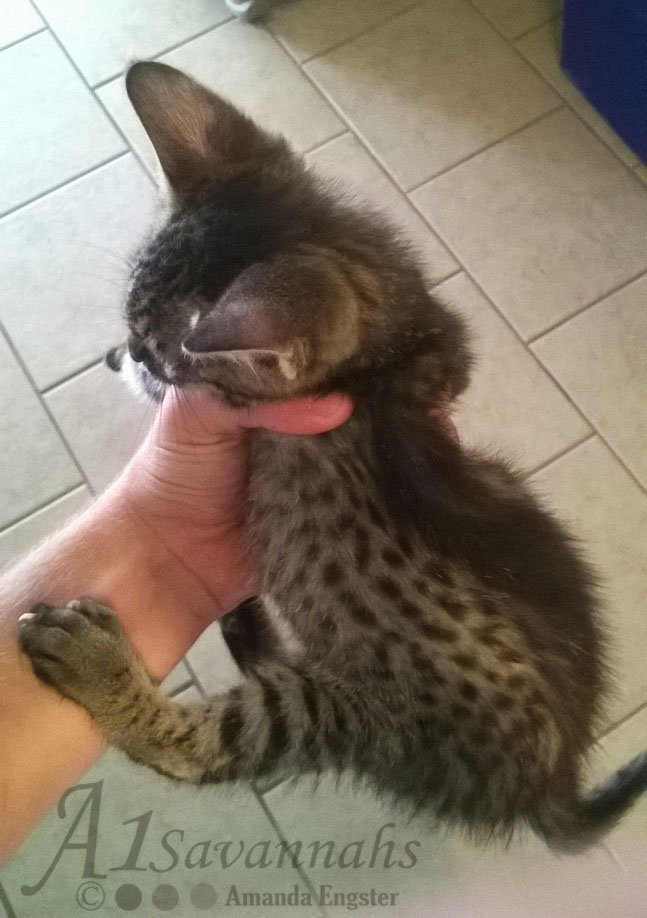 A1Savannahs Brooks F4 Male Savannah Kitten