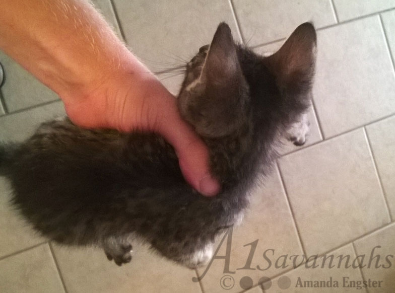 A1Savannahs Brooks F4 Male Savannah Kitten