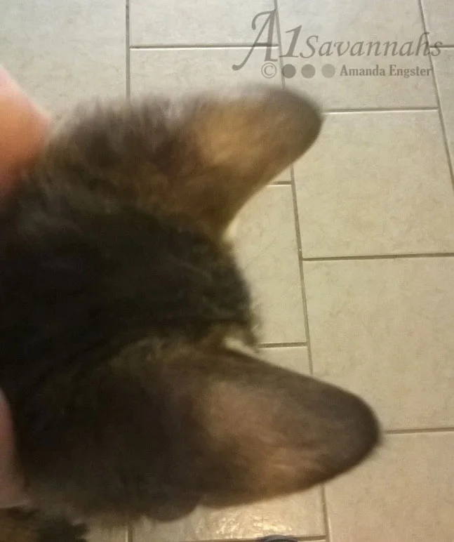 A1Savannahs Brooks F4 Male Savannah Kitten