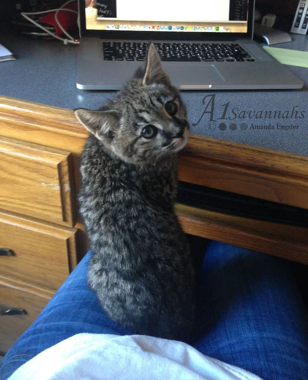 Jagger-Fun2 01 01 14.jpg