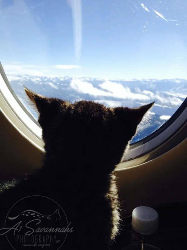 Jaggers first flight.JPG
