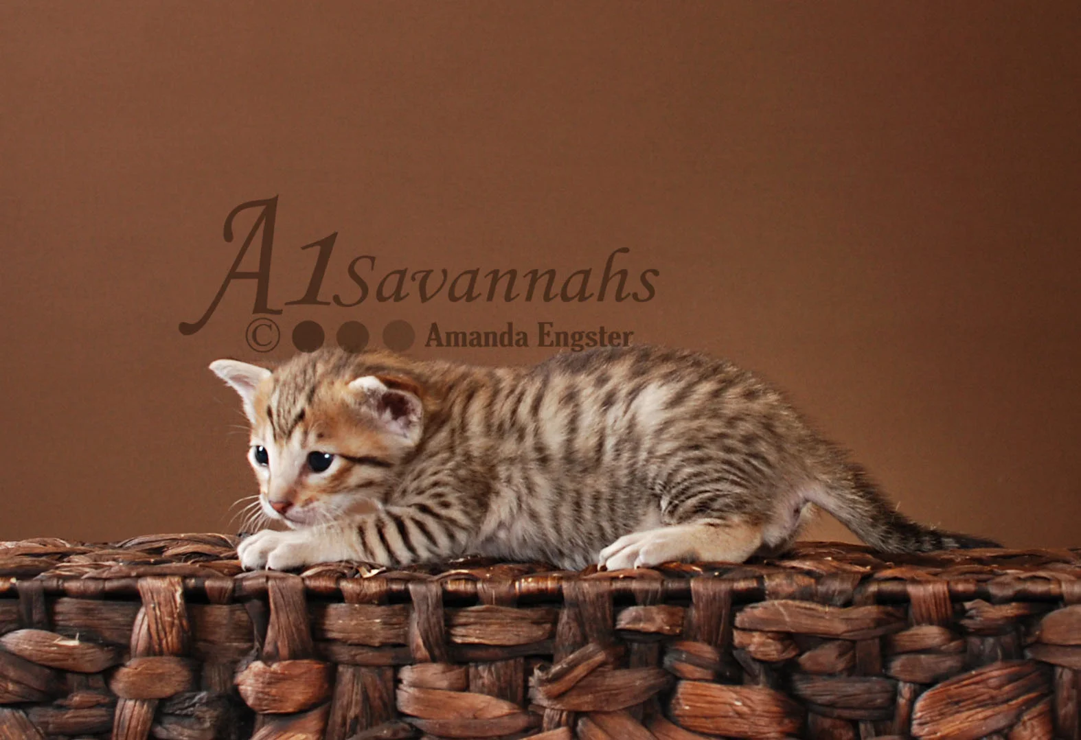 A1Savannahs Harper SBT Male Savannah Kitten