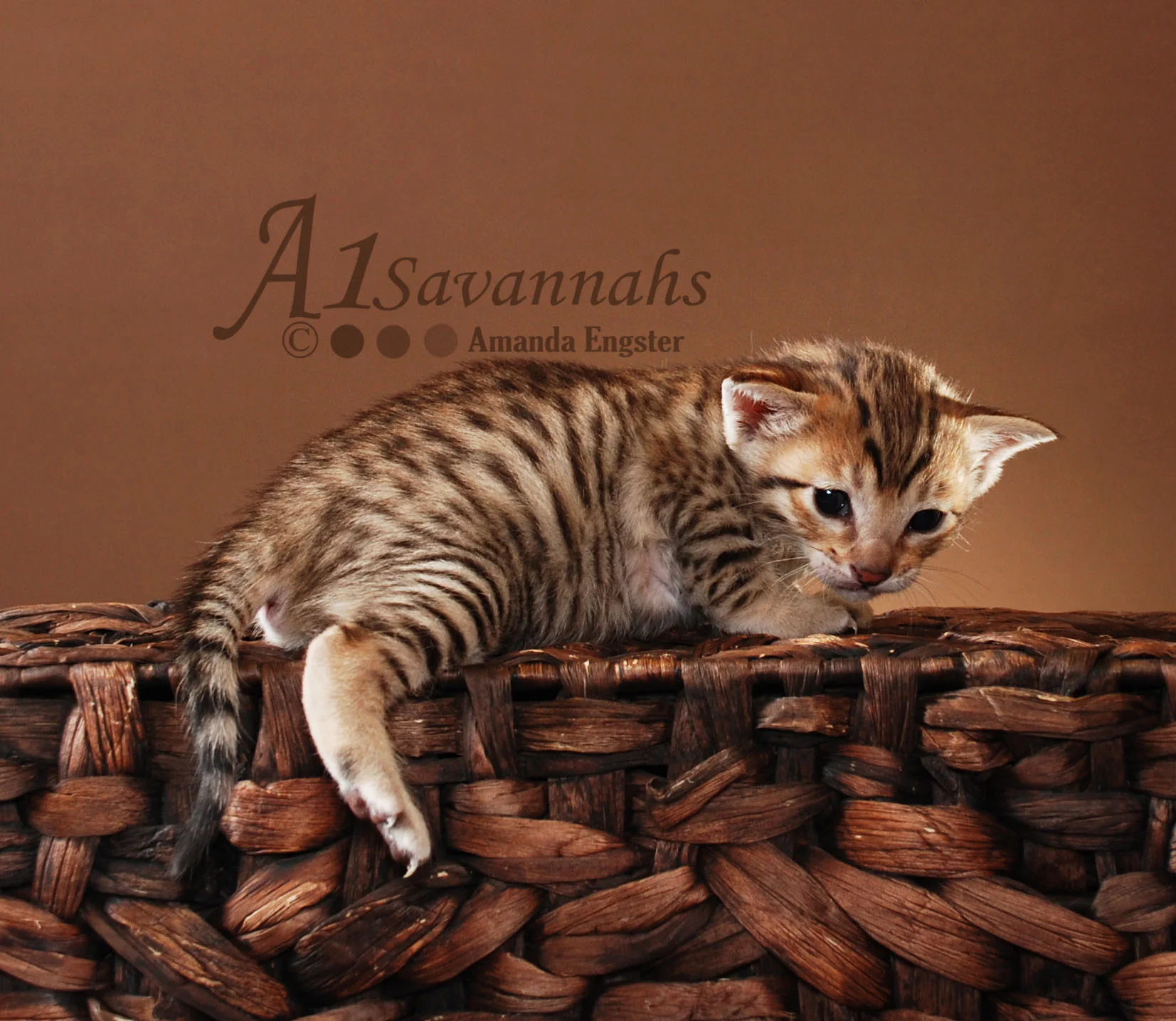 A1Savannahs Harper SBT Male Savannah Kitten