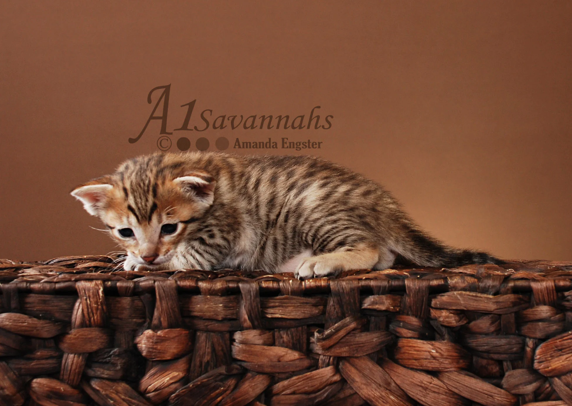 A1Savannahs Harper SBT Male Savannah Kitten