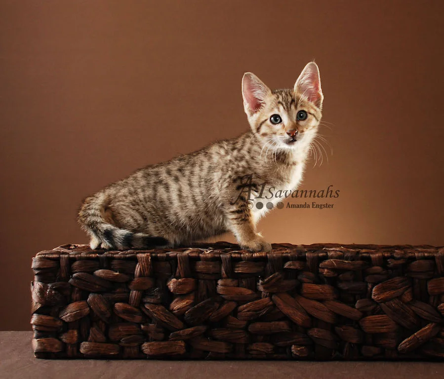 A1Savannahs Harper SBT Male Savannah Kitten