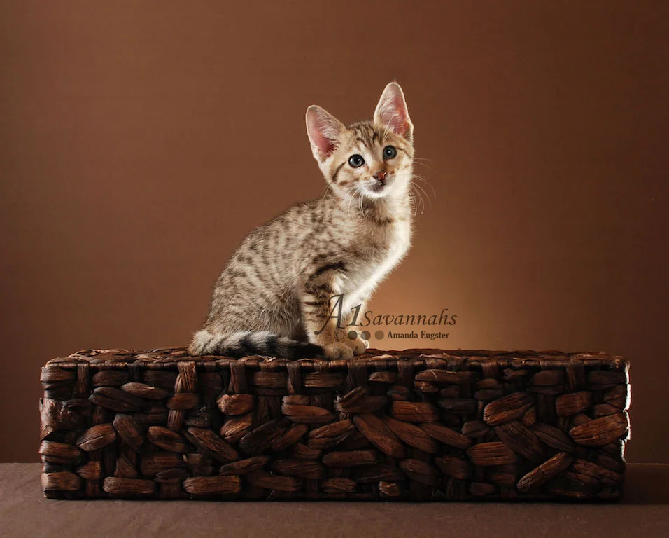 A1Savannahs Harper SBT Male Savannah Kitten