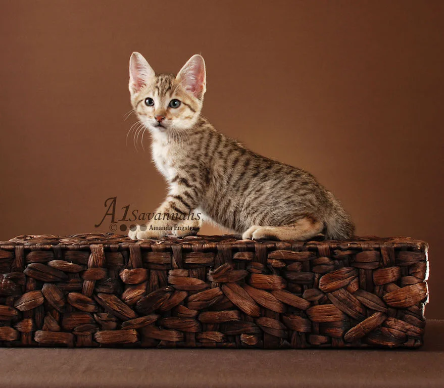 A1Savannahs Harper SBT Male Savannah Kitten