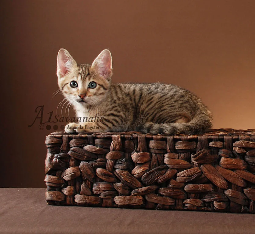 A1Savannahs Harper SBT Male Savannah Kitten