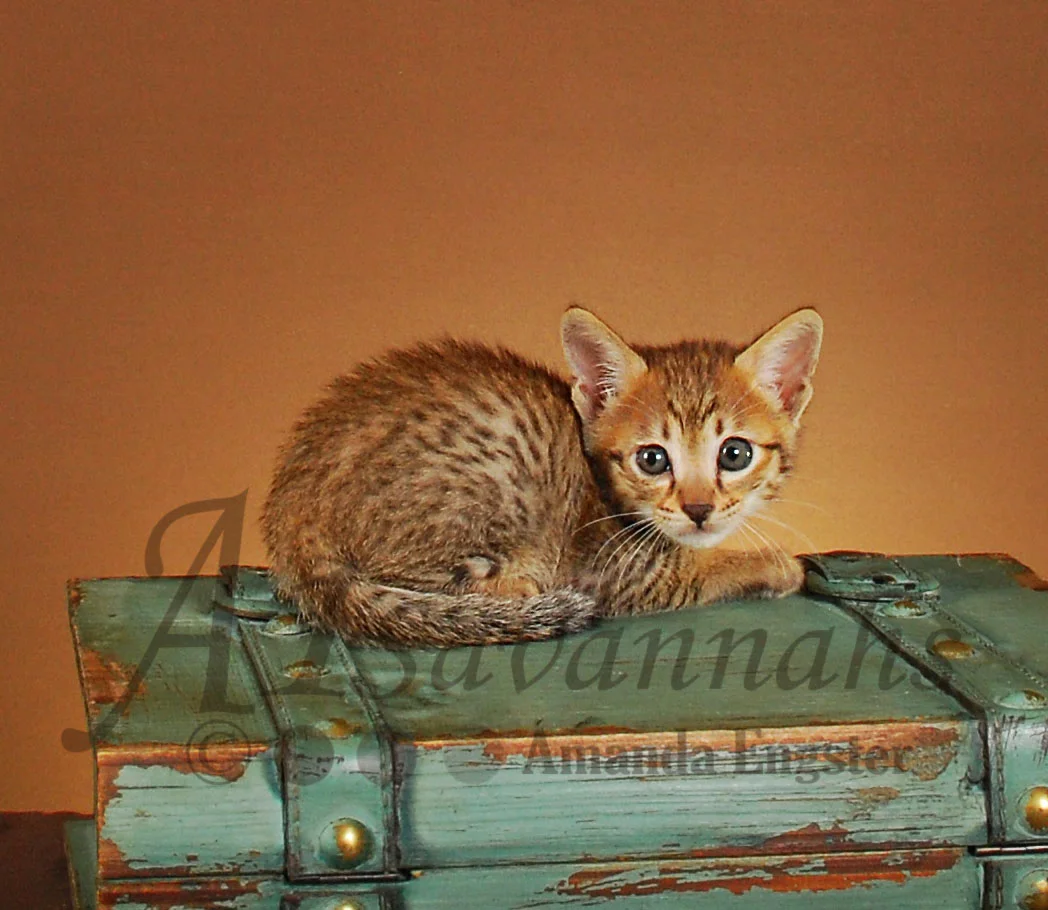 A1Savannahs Collin F4 Male Savannah Kitten