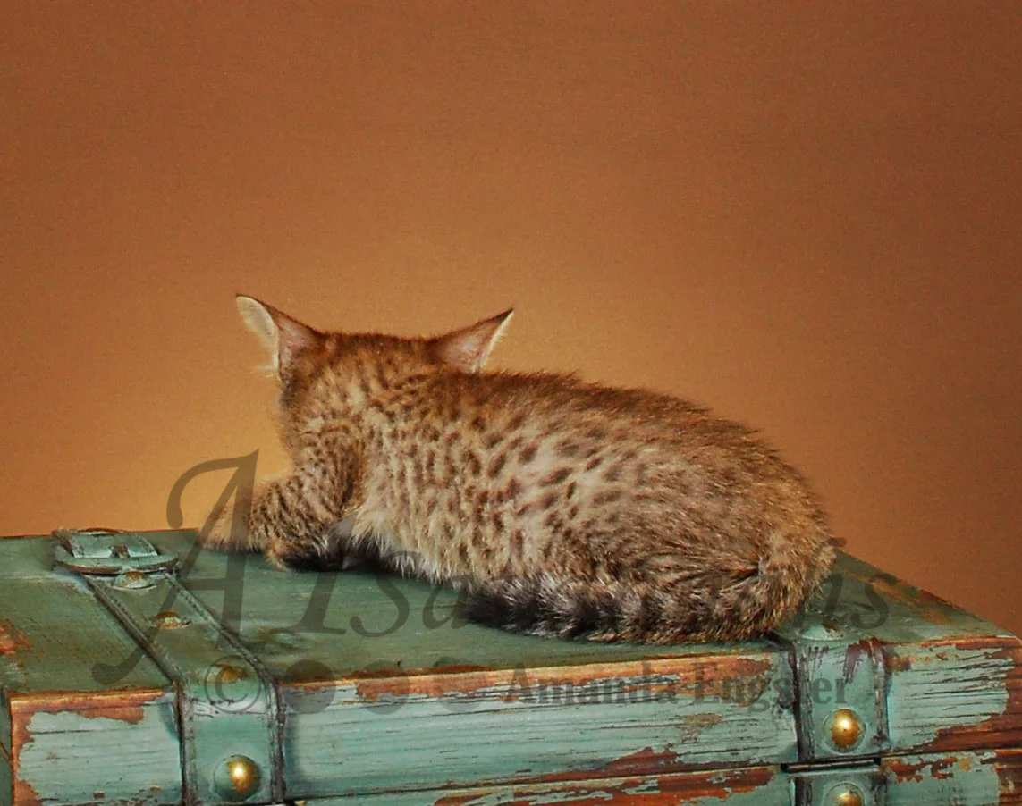 A1Savannahs Collin F4 Male Savannah Kitten