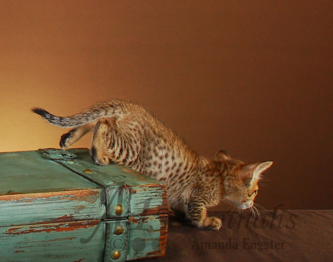 A1Savannahs Collin F4 Male Savannah Kitten