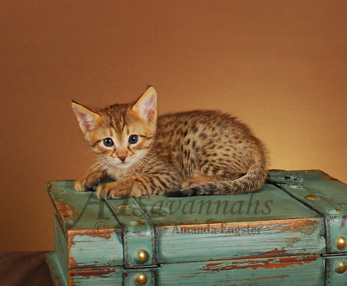 A1Savannahs Gibson F4 Male Savannah Kitten