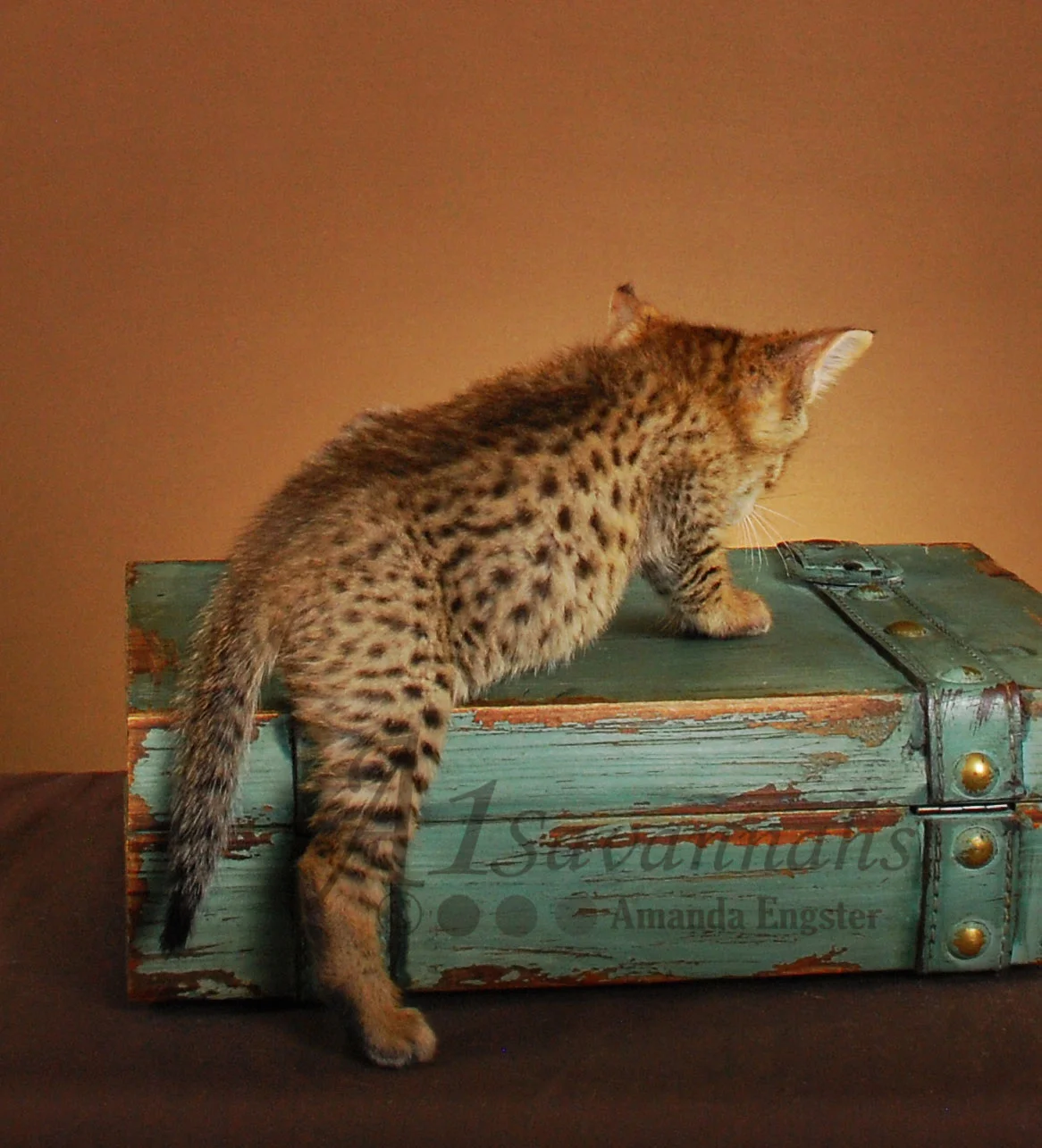 A1Savannahs Gibson F4 Male Savannah Kitten