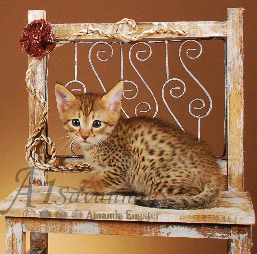 A1Savannahs Gibson F4 Male Savannah Kitten
