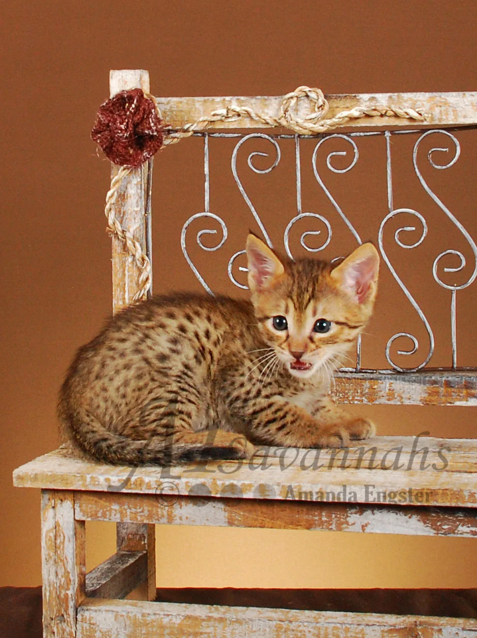 A1Savannahs Gibson F4 Male Savannah Kitten