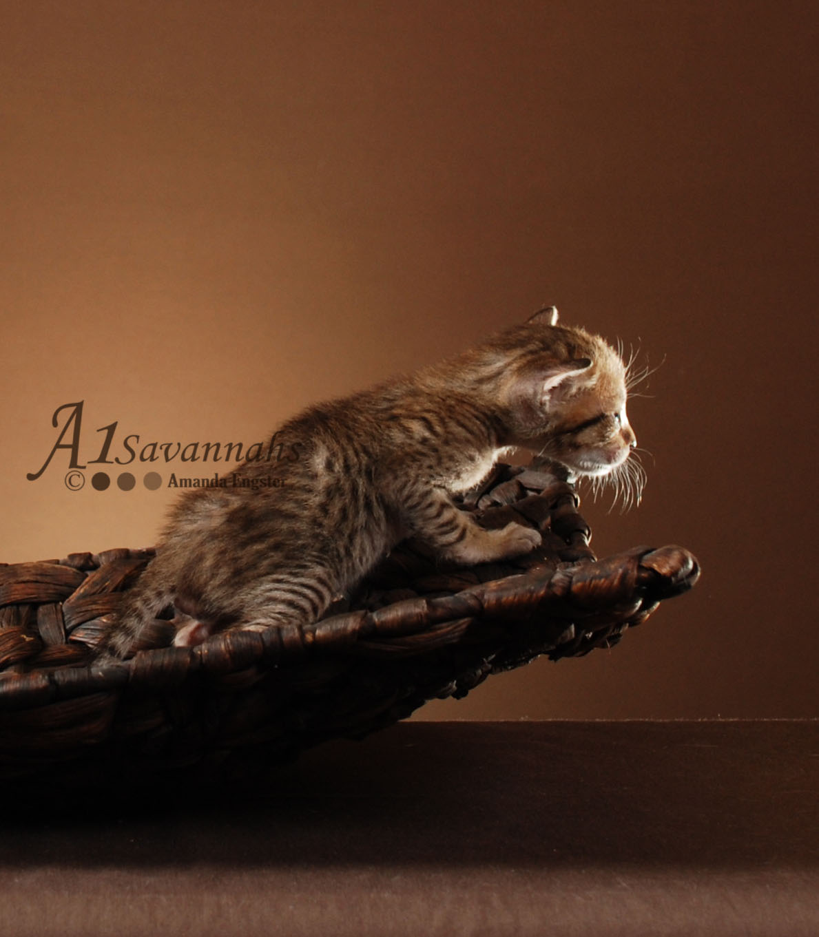 A1Savannahs Amaila SBT Female Savannah Kitten