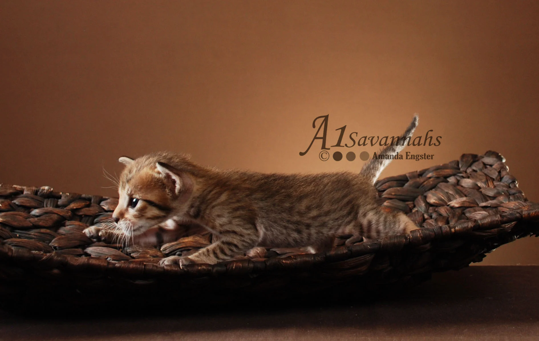 A1Savannahs Amaila SBT Female Savannah Kitten