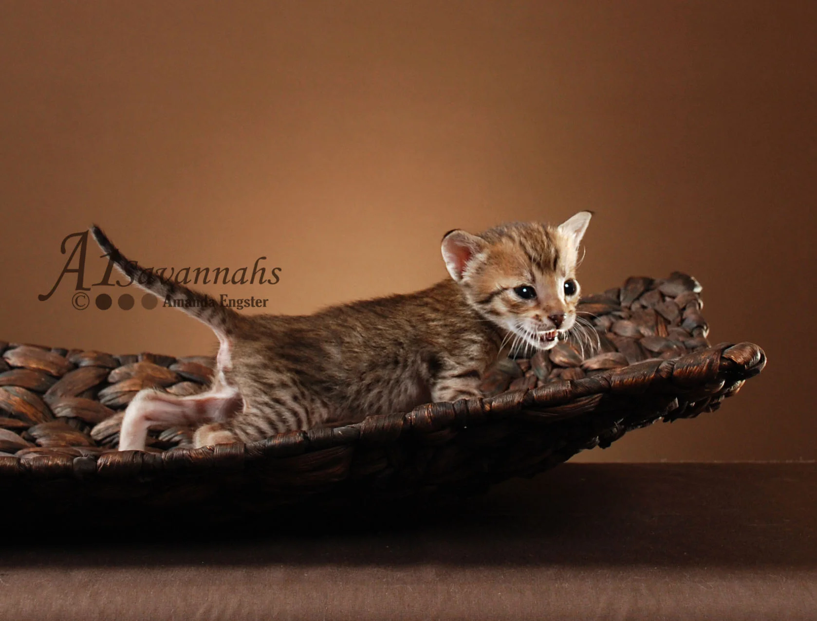 A1Savannahs Amaila SBT Female Savannah Kitten