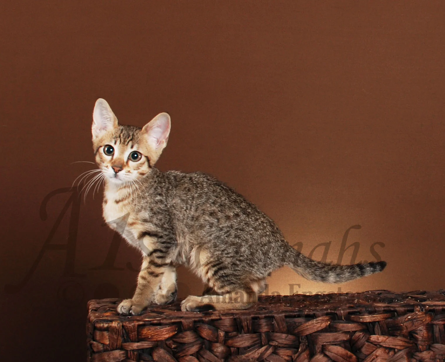 A1Savannahs Amaila SBT Female Savannah Kitten