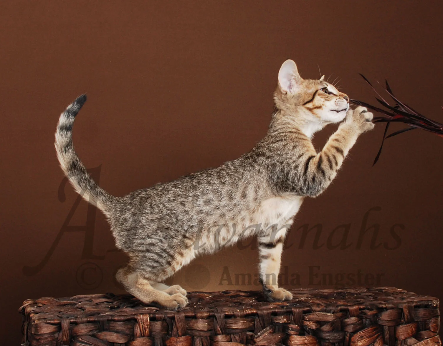 A1Savannahs Amaila SBT Female Savannah Kitten