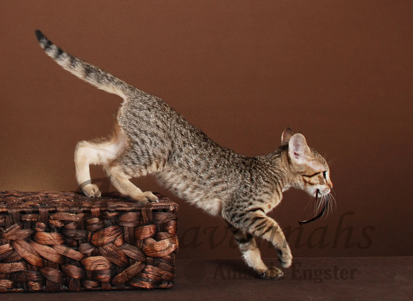 A1Savannahs Amaila SBT Female Savannah Kitten