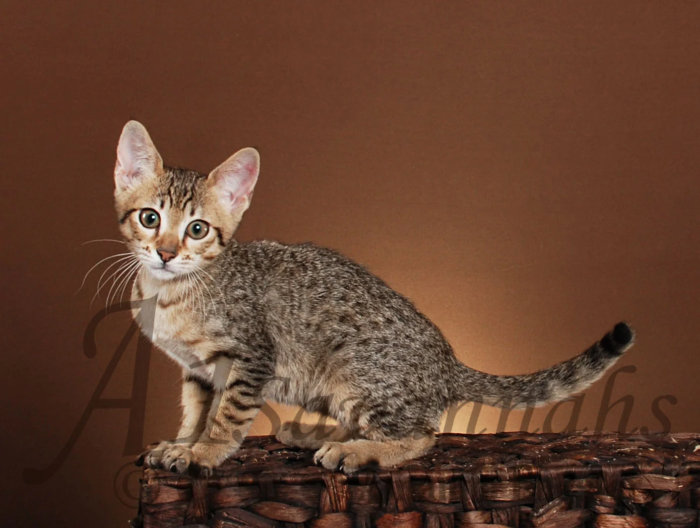 A1Savannahs Amaila SBT Female Savannah Kitten